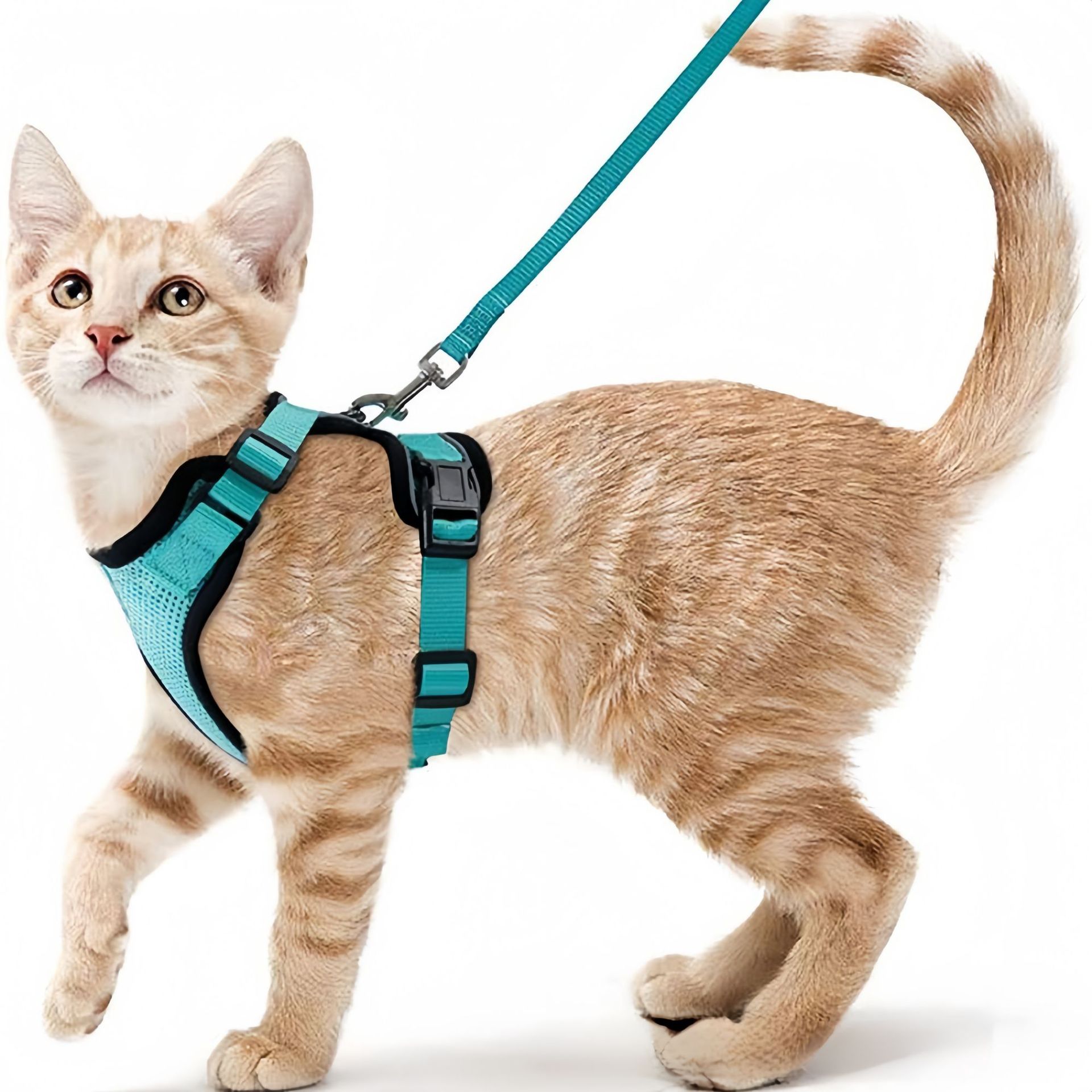 Pet Supplies In Amazon - Pettorina per gatti Amazon con cinturino