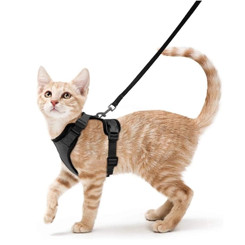 Pettorina per gatti Amazon con - Pet Supplies In Amazon recensione e prezzo