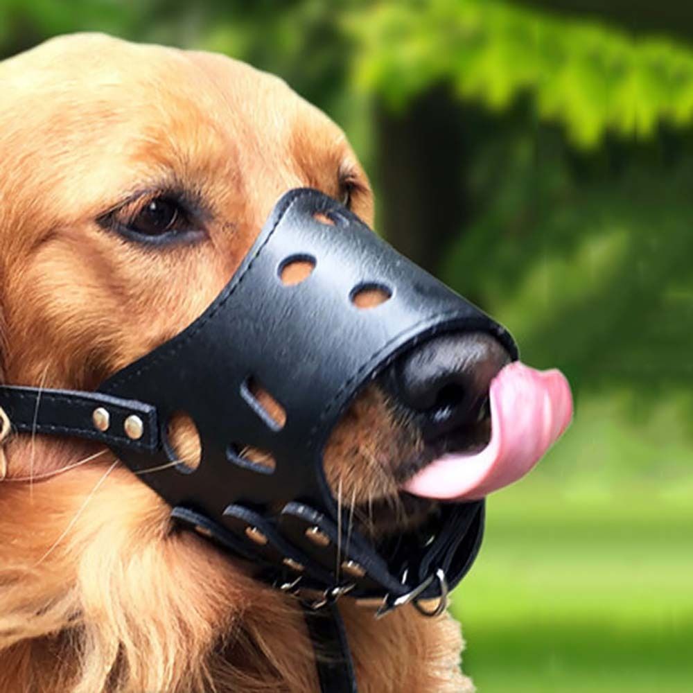 Museruola Anti-Morso Sicura An - Pet Supplies Plus recensione e prezzo